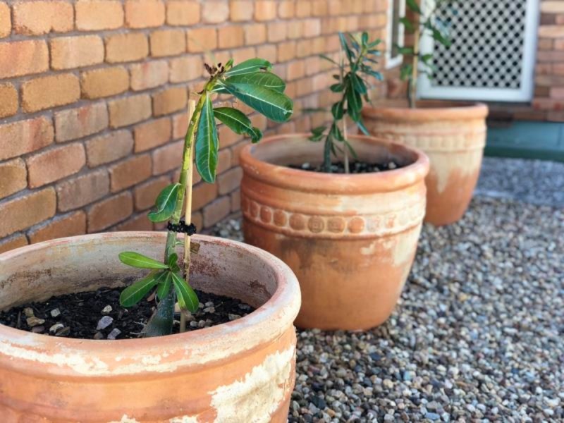 1/9 Kawana Close, Kawana QLD 4701